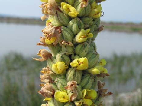 Common Mullein (Verbascum thapsus)