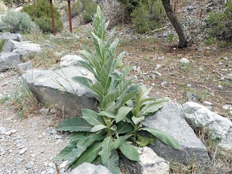 Common Mullein (Verbascum thapsus)