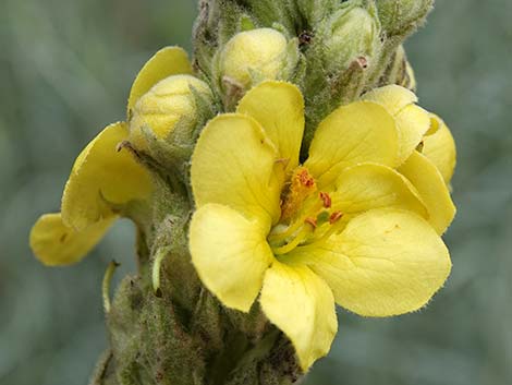 Common Mullein (Verbascum thapsus)