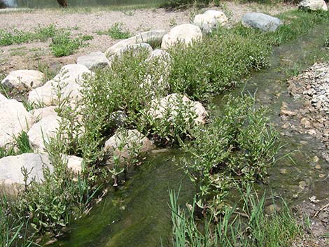 Water Speedwell (Veronica anagallis-aquatica)