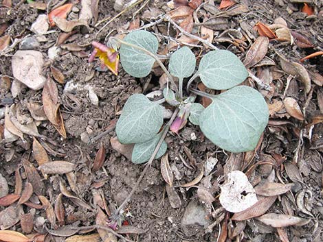 Charleston Mountain Violet (Viola charlestonensis)