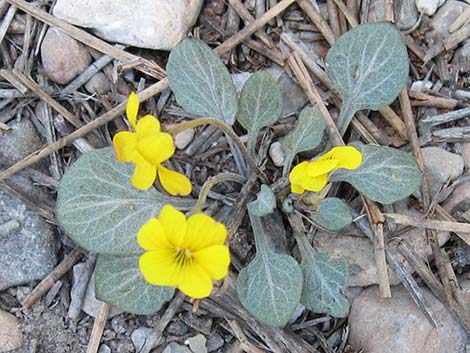 Charleston Mountain Violet (Viola charlestonensis)