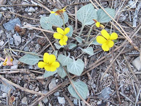 Charleston Mountain Violet (Viola charlestonensis)