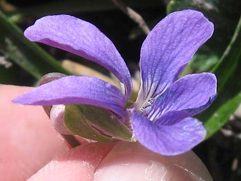 Northern Bog Violet (Viola nephrophylla)