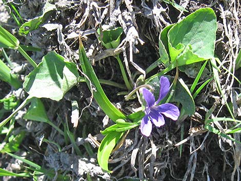 Northern Bog Violet (Viola nephrophylla)