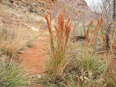 Southwestern Bushy Bluestem (Andropogon eremicus)