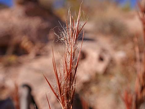 Southwestern Bushy Bluestem (Andropogon eremicus)