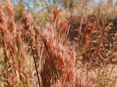 Southwestern Bushy Bluestem (Andropogon eremicus)