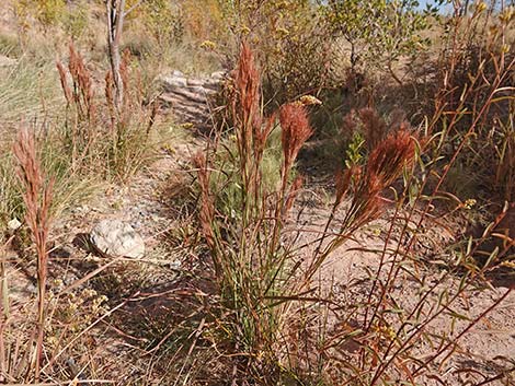 Southwestern Bushy Bluestem (Andropogon eremicus)