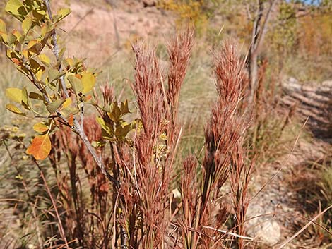 Southwestern Bushy Bluestem (Andropogon eremicus)