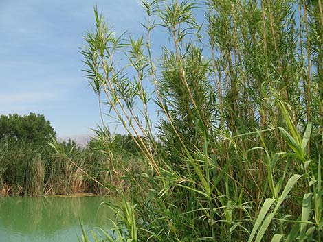 Giant Reed (Arundo donax)