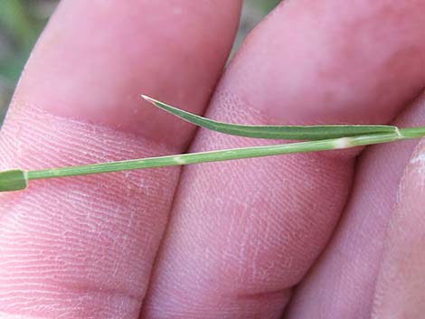 Bermudagrass (Cynodon dactylon)