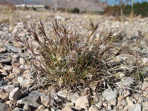 Fluffgrass (Erioneuron pulchellum)