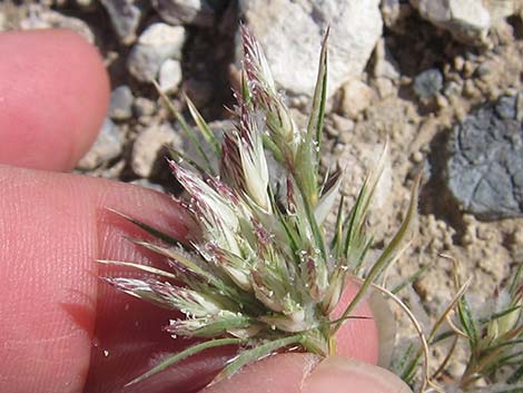 Fluffgrass (Dasyochloa pulchella)