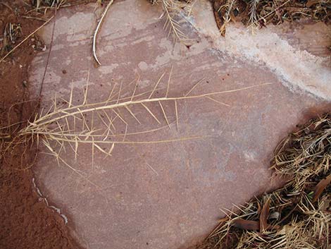 Saltgrass (Distichlis spicata)