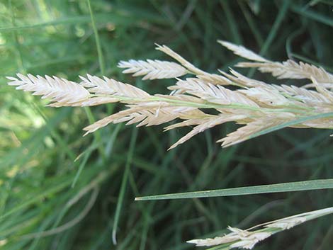 Saltgrass (Distichlis spicata)