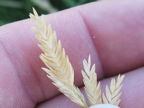 Saltgrass (Distichlis spicata)