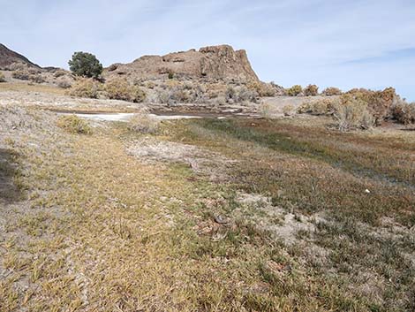 Saltgrass (Distichlis spicata)