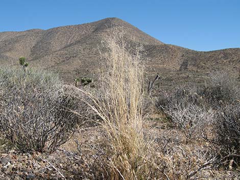 Ricegrass (Achnatherum hymenoides)