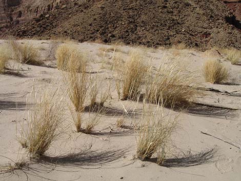 Sand Ricegrass (Achnatherum hymenoides)