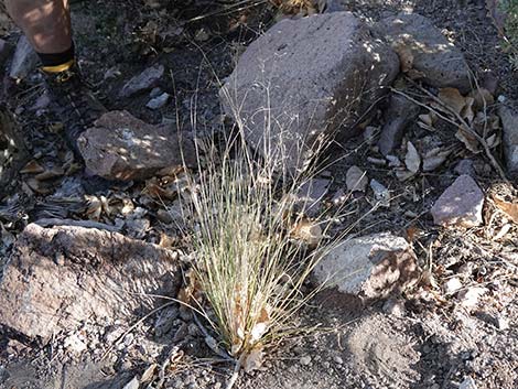 Sand Ricegrass (Achnatherum hymenoides)