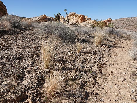 Sand Ricegrass (Achnatherum hymenoides)