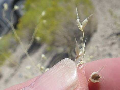 Sand Ricegrass (Achnatherum hymenoides)