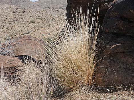 Desert Needlegrass (Achnatherum speciosum)