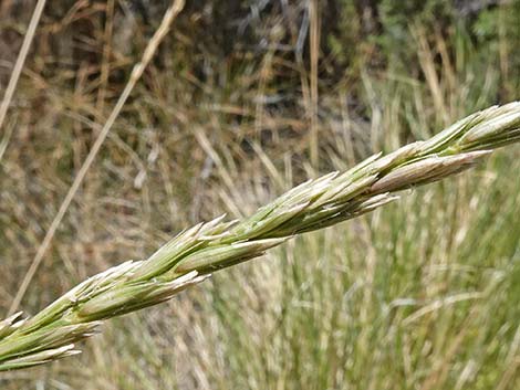 Desert Needlegrass (Achnatherum speciosum)