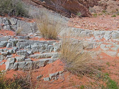 Desert Needlegrass (Achnatherum speciosum)