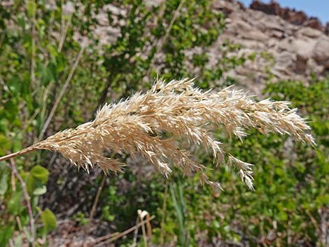 Common Reed (Phragmites australis)