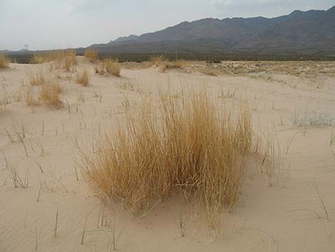 Big Galleta Grass (Pleuraphis rigida)