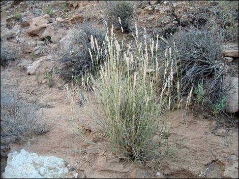 Big Galleta Grass (Pleuraphis rigida)