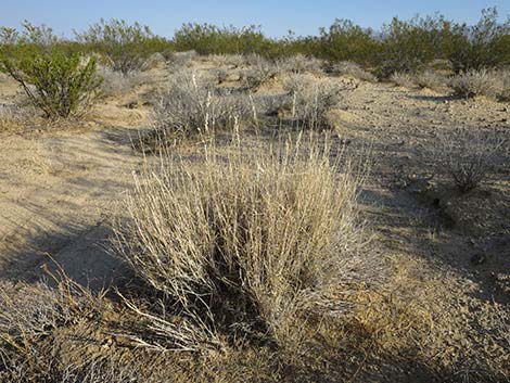 Big Galleta Grass (Pleuraphis rigida)