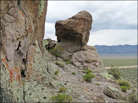 Lichens