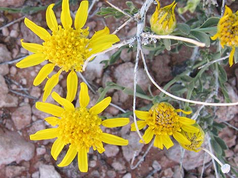 Shockley's Goldenhead (Acamptopappus shockleyi)