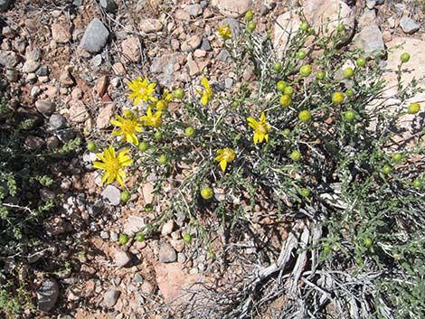 Shockley's Goldenhead (Acamptopappus shockleyi)