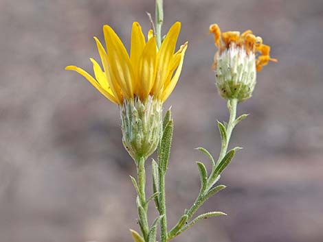 Cooper's Dogweed (Adenophyllum cooperi)