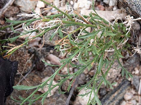 Cooper's Dogweed (Adenophyllum cooperi)