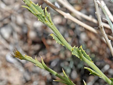 Cooper's Dogweed (Adenophyllum cooperi)