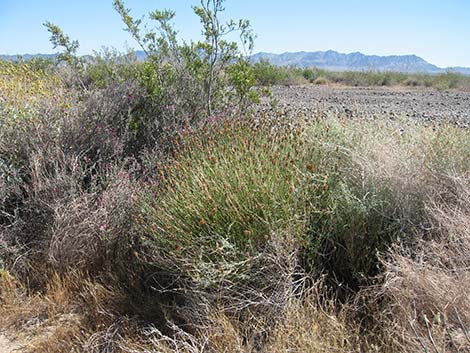 San Felipe Dogweed (Adenophyllum porophylloides)