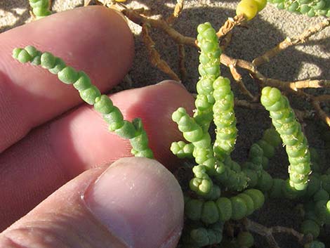 Iodinebush (Allenrolfea occidentalis)