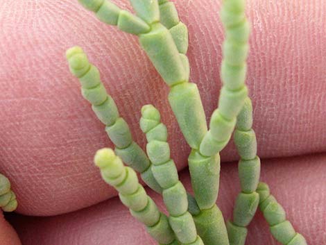 Iodinebush (Allenrolfea occidentalis)