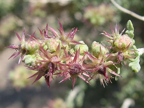 White Bursage (Ambrosia dumosa)