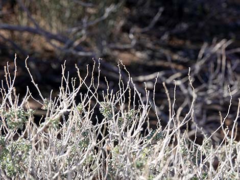 White Bursage (Ambrosia dumosa)