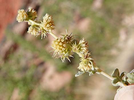 White Bursage (Ambrosia dumosa)