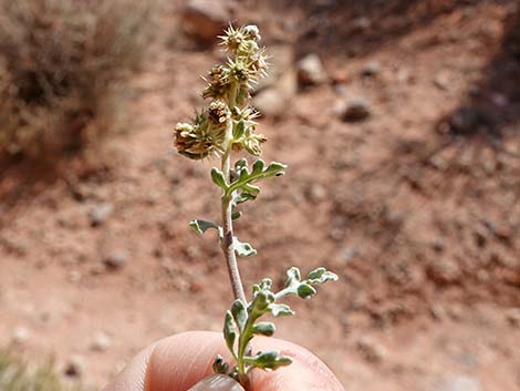 White Bursage (Ambrosia dumosa)