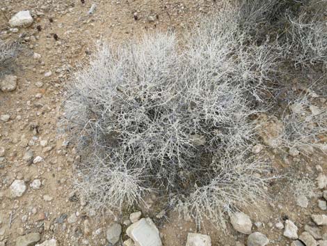 White Bursage (Ambrosia dumosa)