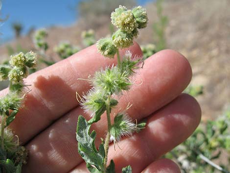 Woolly Fruit Burr Ragweed (Ambrosia eriocentra)