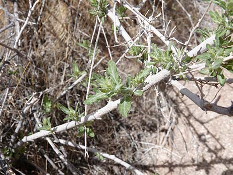 Woolly Fruit Burr Ragweed (Ambrosia eriocentra)